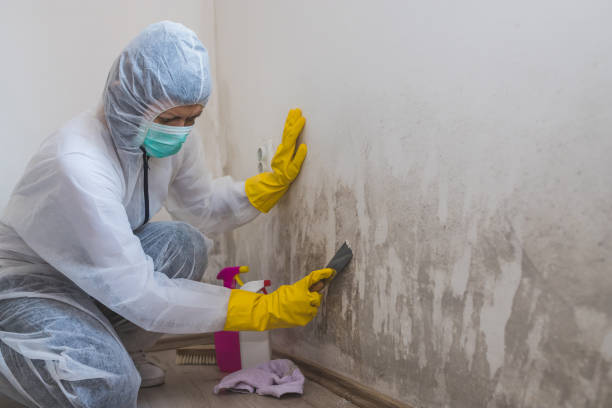 Best Mold Damage Repair  in Elma, WA