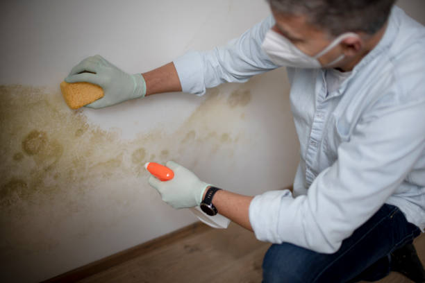 Best Mold Testing  in Elma, WA