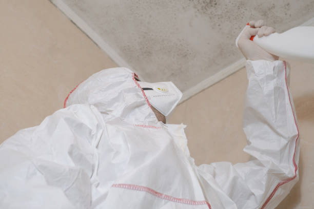 Best Mold Removal Company Near Me  in Elma, WA