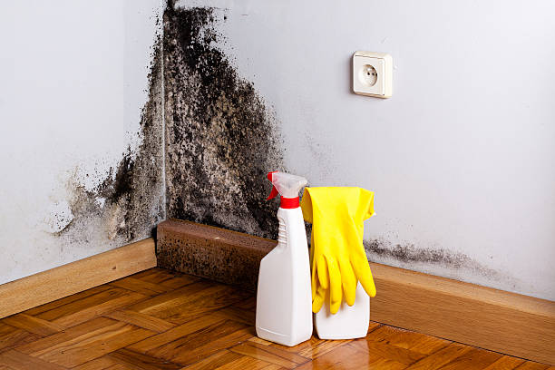 Best Mold Cleaning Services  in Elma, WA